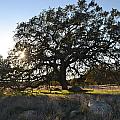 Leaning Oak
